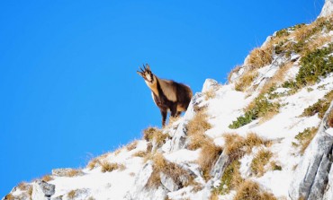 Pnalm, controlli serrati per proteggere il camoscio d'Abruzzo