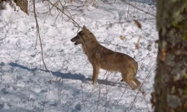 Un piccolo regalo di WWF e Clouds Industry per un lunedì di Pasquetta da trascorrere in casa