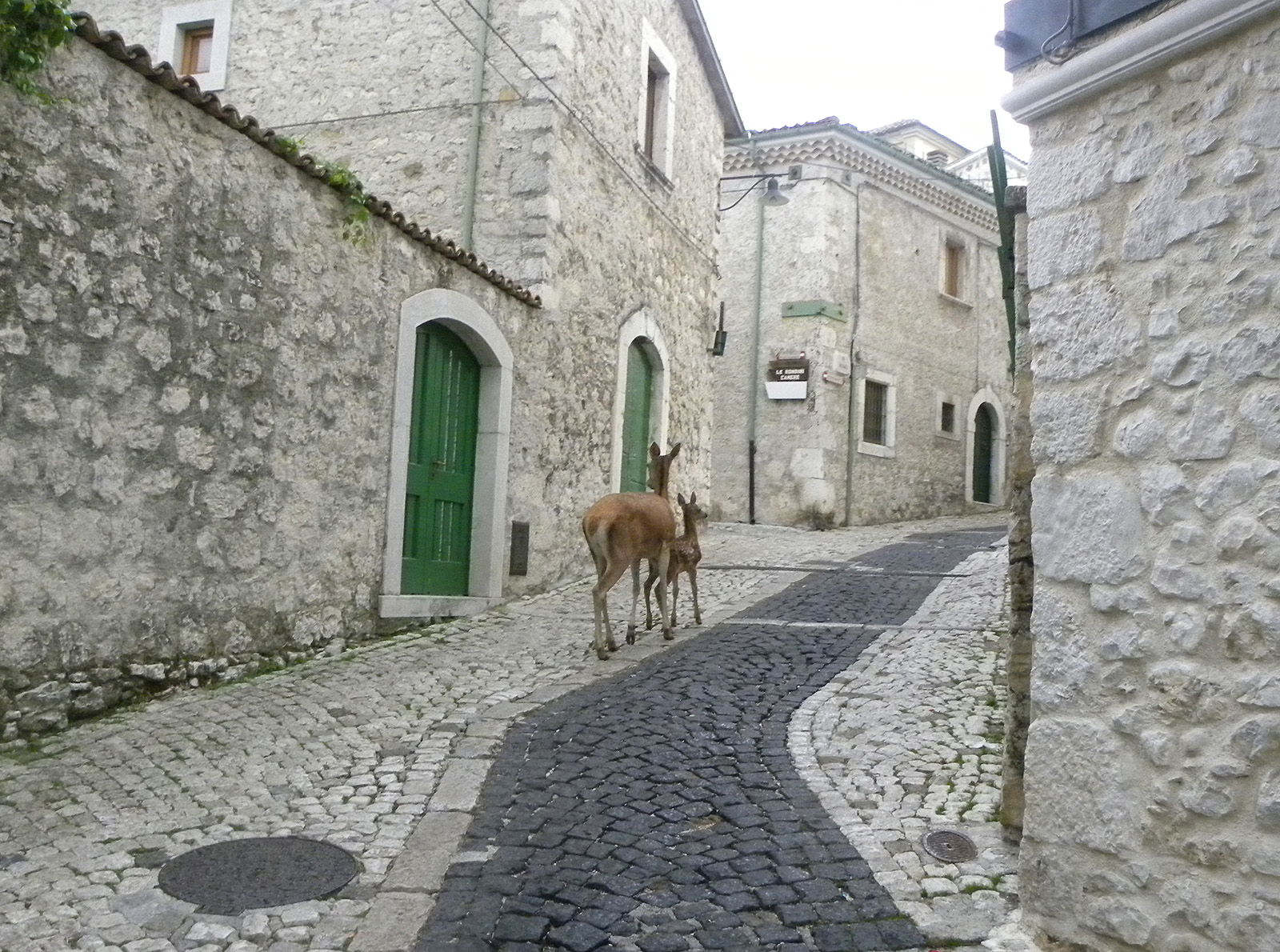 Cervi nel centro storico di Civitella Alfedena (foto di Pietro Santucci)