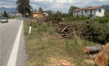 Castel di Sangro, si accende la polemica per l'abbattimento dei pini sulla statale 17