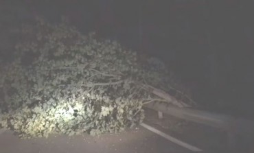 Ateleta, automobilista salvo per miracolo: ha rischiato di essere schiacciato dall'albero