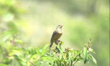 Fauna, in pieno svolgimento la migrazione degli uccelli in Abruzzo