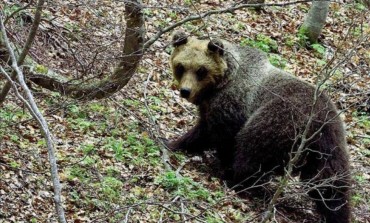 L'orsa Peppina è stata catturata, istallato radiocollare dal Parco Majella