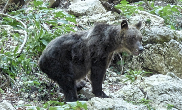 Bracconiere fermato dai Forestali Castel di Sangro, rischia fino a sei anni di arresto