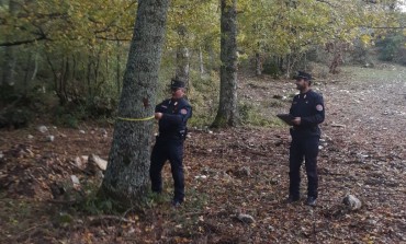 Taglio alberi: tremila euro di multa, Carabinieri Forestali sanzionano ditta campana