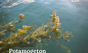 Piante acquatiche nel Lago di Barrea, il Parco e l'ENEL favoriscono la biodiversità