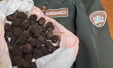 Tartufo raccolto, sequestrati dai Guardiaparco 1 kg di tartufi uncinato