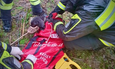 Vigili del Fuoco salvano cane e tartufai dal fiume in piena, il video diventa virale