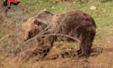 Orsa Amarena, i Carabinieri Forestali sorvegliano le aree dove è stata avvistata con i suoi cuccioli