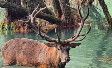 Cervo fa il bagno nel Lago di Barrea, le spettacolari immagini dal Parco Nazionale