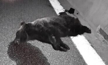 Orso investito sulla A25, morto il plantigrado di 3 anni sull'Autostrada