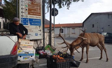 Villetta Barrea il "Paese dei cervi" e del Regno di Fantasia