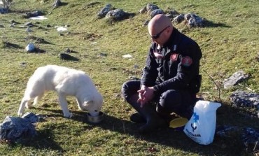 Cane abbandonato in montagna, Carabiniere conquista la sua fiducia e la salva