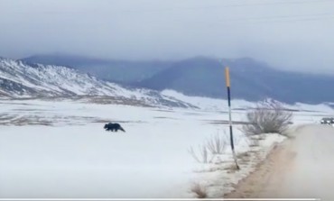 Video di Juan Carrito sulle piste da sci di Roccaraso, il risveglio dal letargo dell'orso