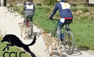 Tornano i "Lupi" a Castel di Sangro, 40Km di prova resistenza per Cane Lupo Cecoslovacco