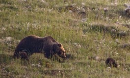 I cuccioli dell'orsa Amarena si sono separati, dopo quattro giorni continuano le ricerche