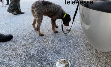 Strage di cani da tartufo a San Pietro Avellana, bilancio gravissimo