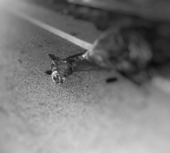 Incidente con Cavallo