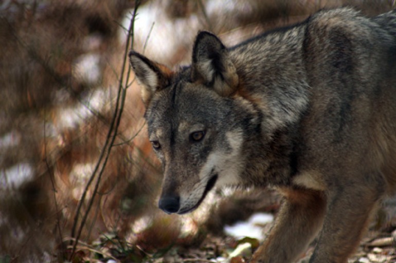 Wwf: abbattere i lupi aumenta danni alle greggi