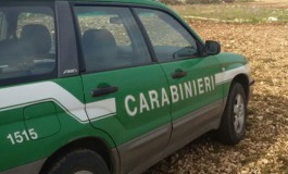 Video trappola di Carabinieri Forestali, acciuffato allevatore di Montenero Val Cocchiara