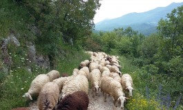 Transumanza in Molise: tradizione e viaggio