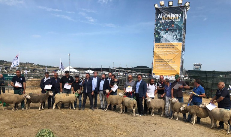 L’azienda della capracottese Giuliana Fiadino vince la mostra della razza ovina “merinizzata” a Matera