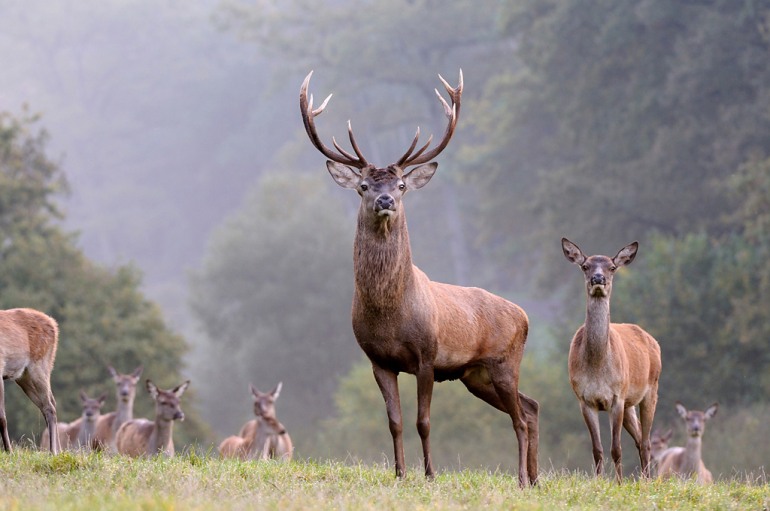 Caccia, perplessità del Wwf: Pnalm affida la gestione dell’area faunistica del cervo ai cacciatori