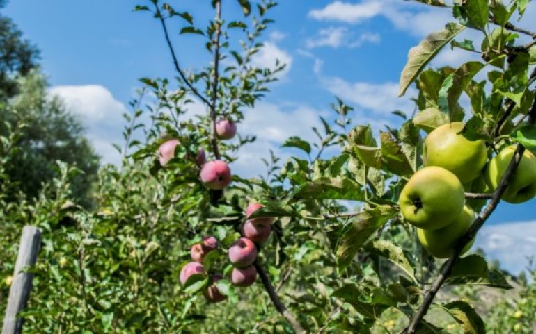 Castel di Sangro, i bambini della Giannini scoprono la ‘Melise’