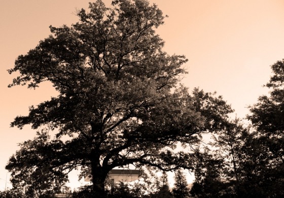 Il senso della vita abbracciando un albero monumentale