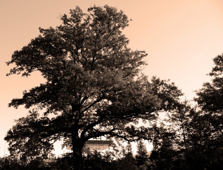 Il senso della vita abbracciando un albero monumentale