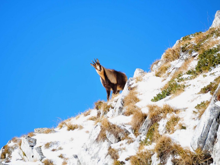 Pnalm, controlli serrati per proteggere il camoscio d’Abruzzo