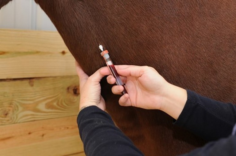 Controlli a tappeto agli allevamenti dell’Alto Sangro per le vaccinazioni, sanzioni salatissime: 135.000 euro