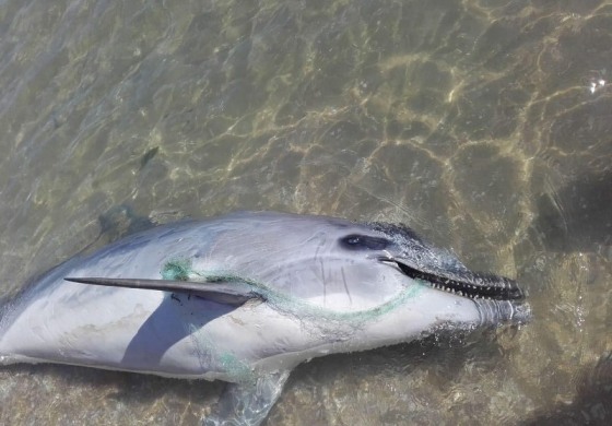 'Plastic free', l'Istituto zooprofilattico di Abruzzo e Molise aderisce all'iniziativa del ministero dell'ambiente