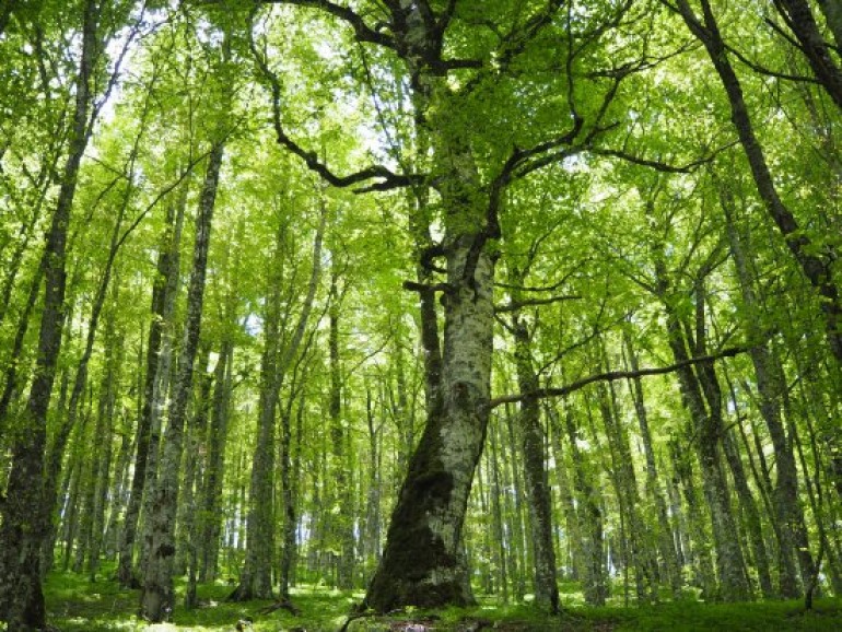 Pnalm, le faggete del Parco sono state riconosciute dall’Unesco