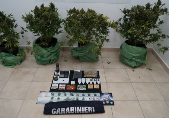 Carabinieri a caccia di droga: sequestri di hashish, marijuana e cannabis
