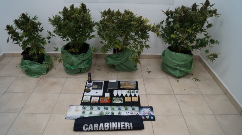 Carabinieri a caccia di droga: sequestri di hashish, marijuana e cannabis