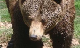 L'orso in Molise, convegno a Isernia