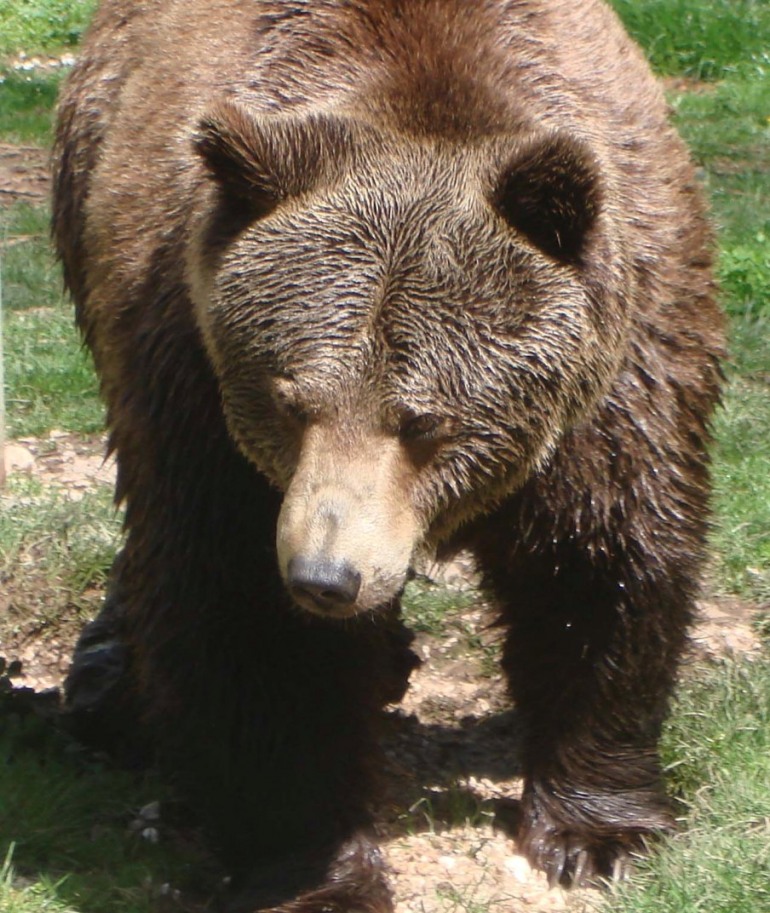 Pnalm, le guardie parco trovano la carcassa di un orso