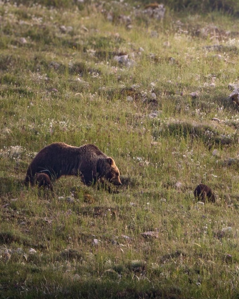 I cuccioli dell’orsa Amarena si sono separati, dopo quattro giorni continuano le ricerche