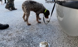 Strage di cani da tartufo a San Pietro Avellana, bilancio gravissimo