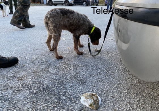 Strage di cani da tartufo a San Pietro Avellana, bilancio gravissimo