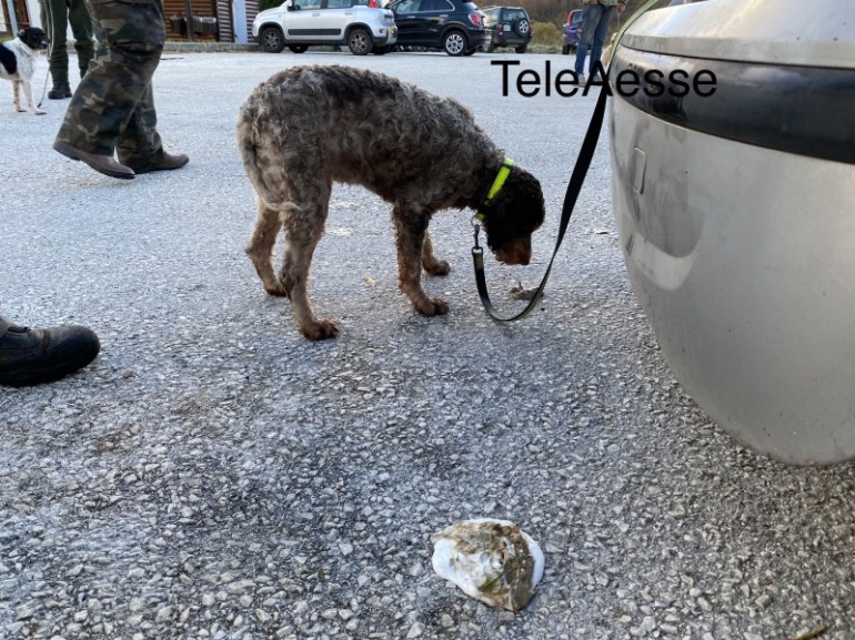 Strage di cani da tartufo a San Pietro Avellana, bilancio gravissimo