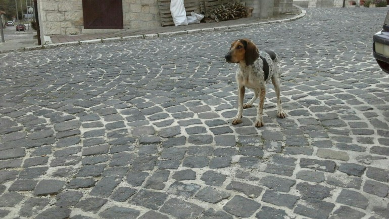 Segugio cerca casa, si trova a Villa San Michele