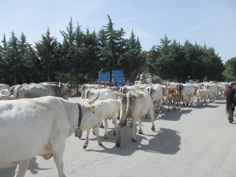 Transumanza 2017, domani la partenza da San Marco in Lamis