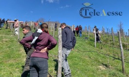 Il Serpieri entra nella Tenuta di Castiglione, il vigneto prende vita dalle loro cesoie