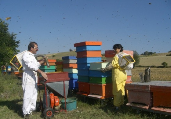 "Premio Qualità Abruzzo 2014", vince l'apicoltura Finocchio di Tornareccio