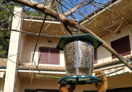 Avifauna in difficoltà per il freddo, ecco come aiutare i nostri amici pennuti