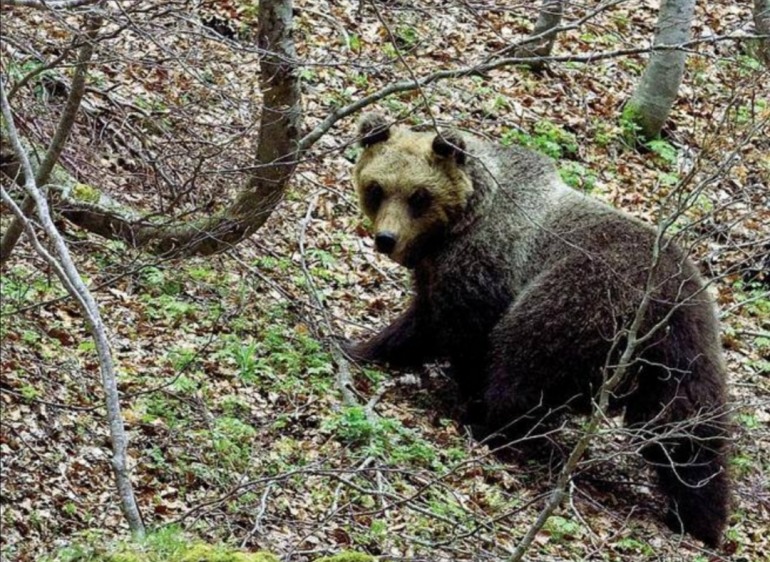 L’orsa Peppina è stata catturata, istallato radiocollare dal Parco Majella