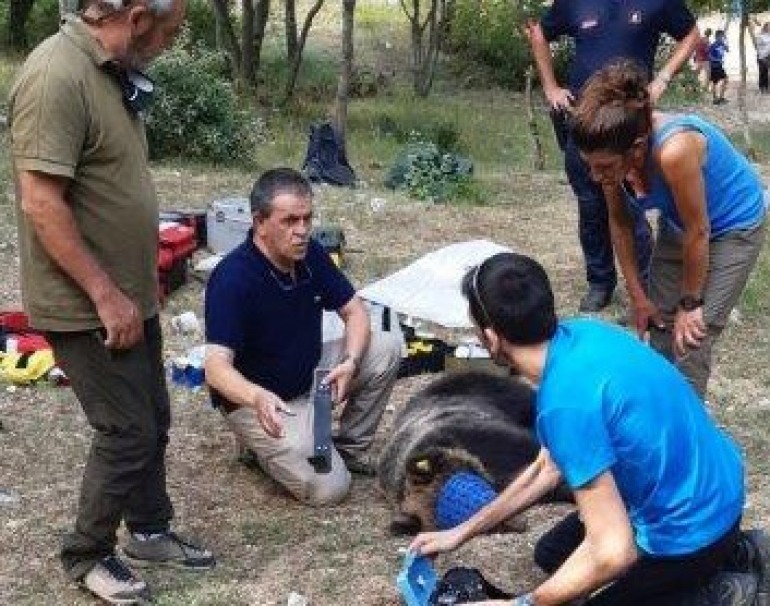 L’orso Juan Carrito si rifugia in grotta per un malore, intervengono i Carabinieri Forestali