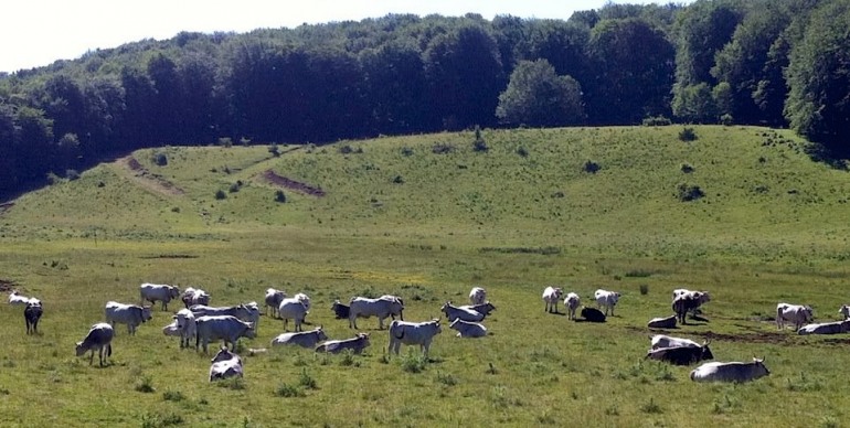 Parco della Majella, scarsa vigilanza: la denuncia del mondo ambientalista